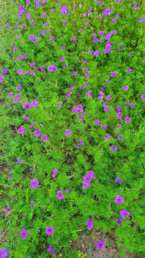 Апартаменти Flora Pansiyon Cirali Кемер Екстер'єр фото