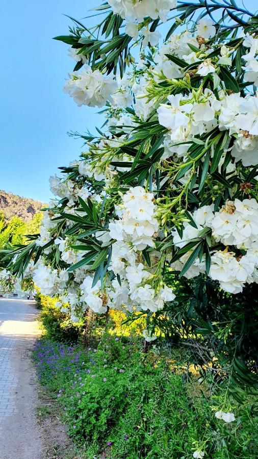 Апартаменти Flora Pansiyon Cirali Кемер Екстер'єр фото